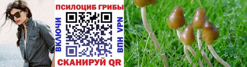 Галлюциногенные грибы Psilocybine cubensis  закладки  Медвежьегорск 